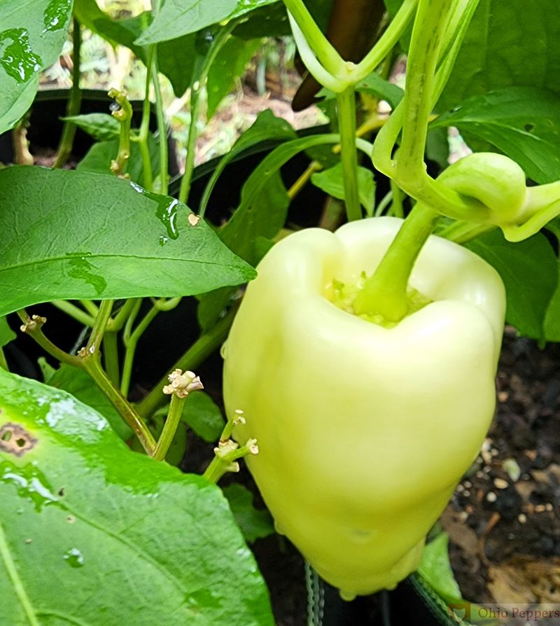 Plant Later For Faster Growth If Conditions Are Still Cool