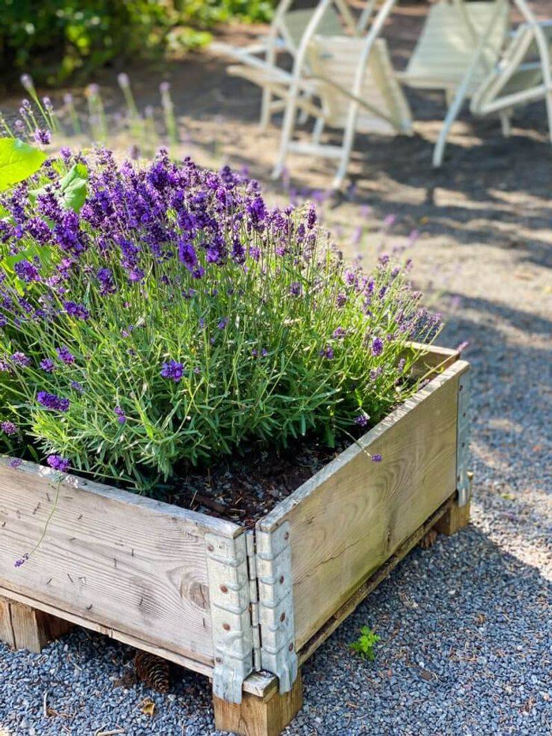 Plant Lavender Only Where Drainage Stays Sharp