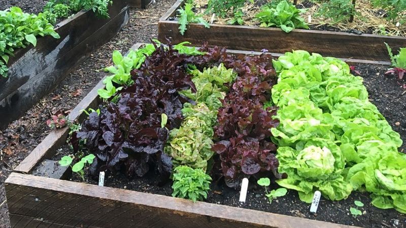 Plant Lettuce Under Peppers For Light Summer Shade