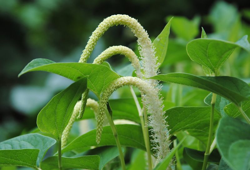 Plant Lizard's Tail For White Blooms In Shallow Water Plant Lizard's Tail For White Blooms In Shallow Water
