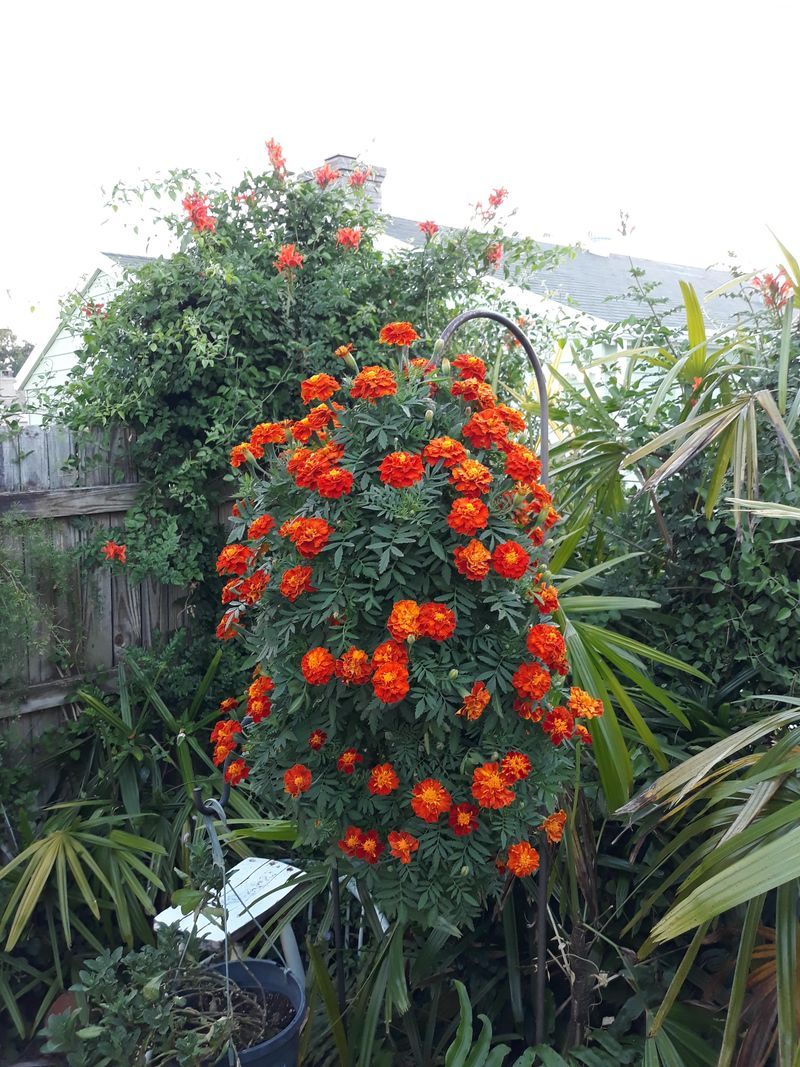 Plant Marigolds For Seasonal Color Near Vegetables Plant Marigolds For Seasonal Color Near Vegetables
