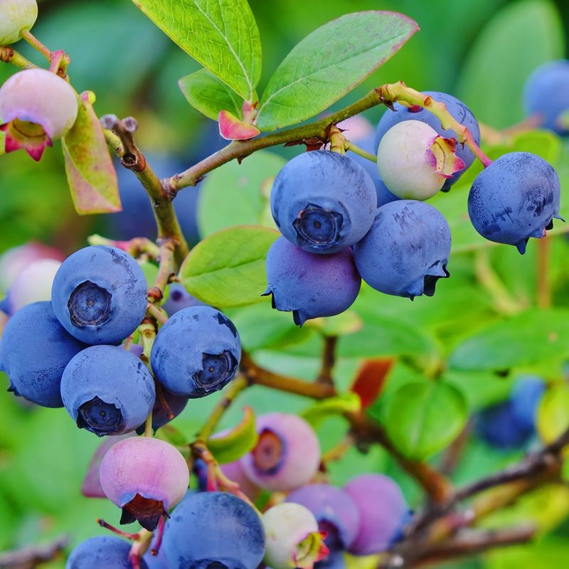 Plant More Than One Variety For Better Fruit Set Plant More Than One Variety For Better Fruit Set