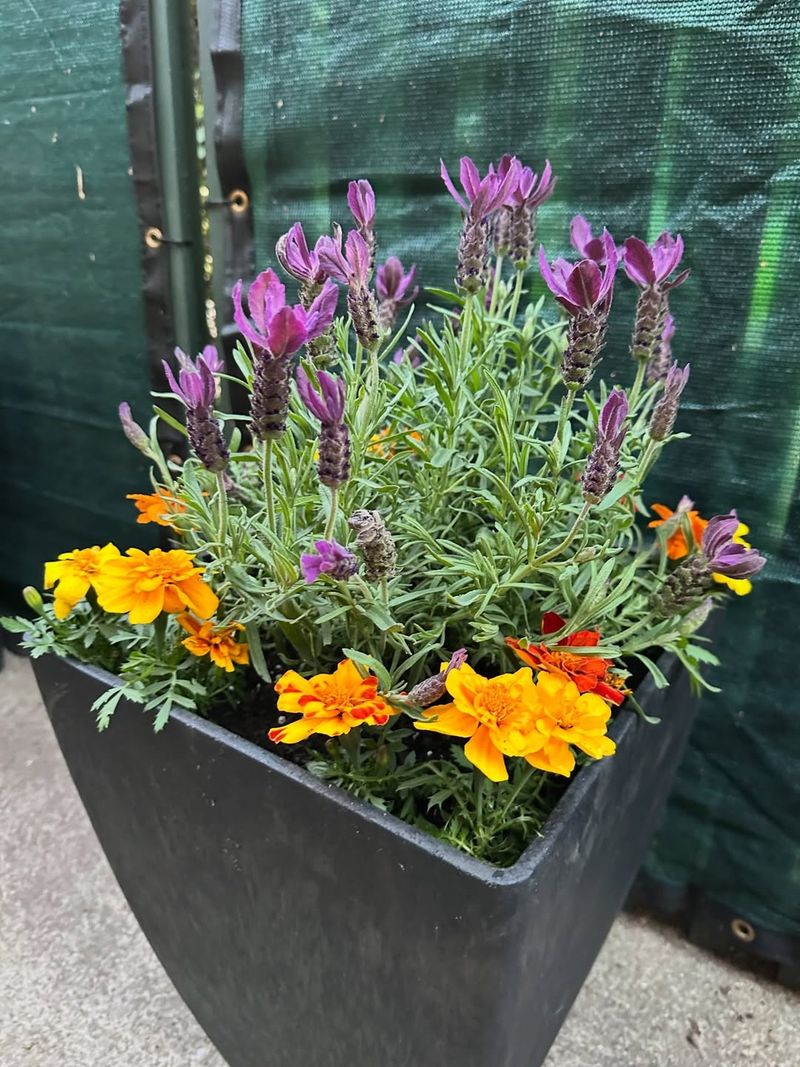 Plant Mosquito-Repelling Herbs