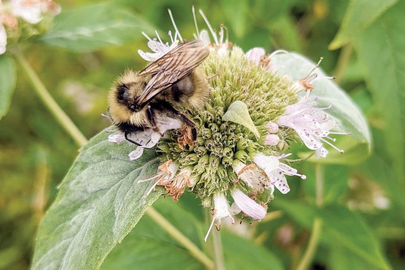 Plant Mountain Mint For A Long Buzzing Bloom Window