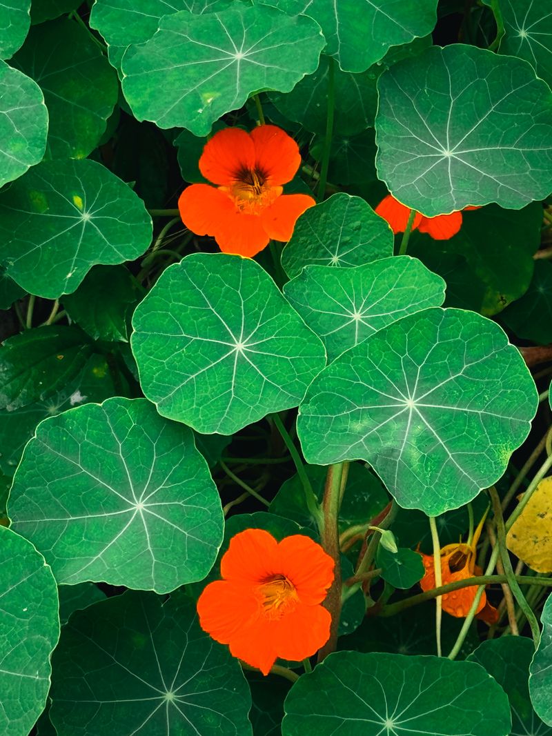 Plant Nasturtiums Nearby To Repel Pests Plant Nasturtiums Nearby To Repel Pests