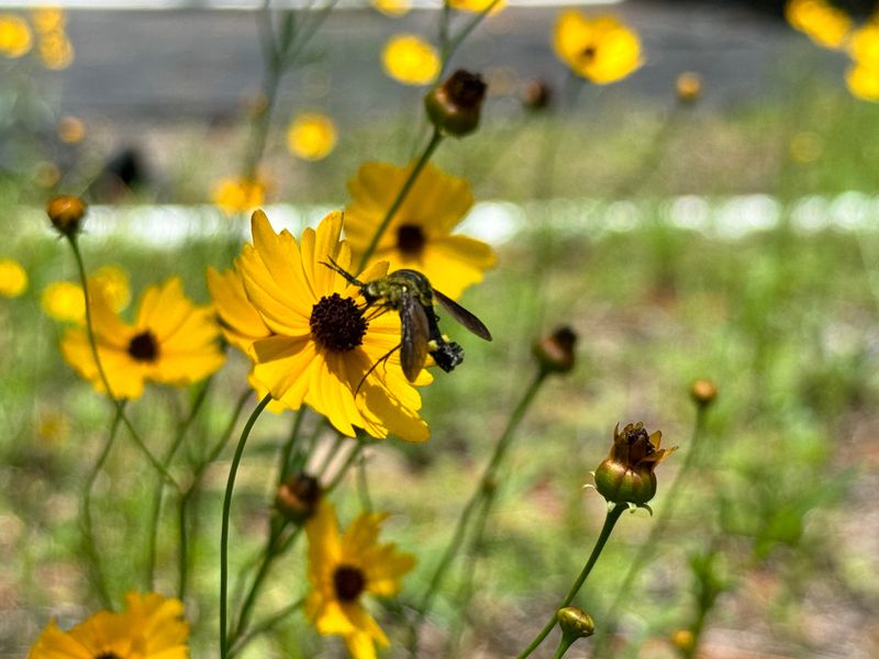 Plant Native Blooms That Keep Bees Fed