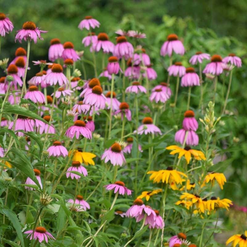 Plant Native Blooms That Ohio Bees Recognize