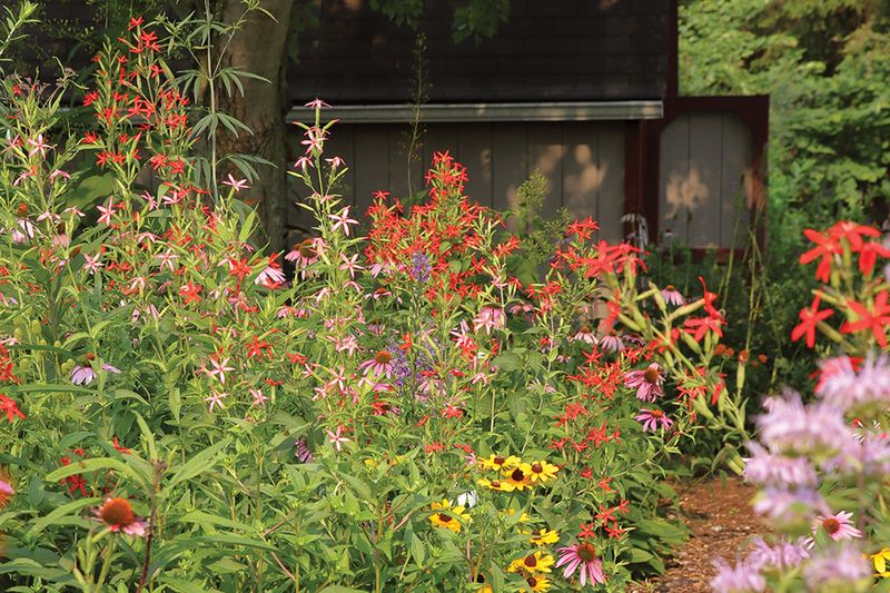 Plant Native Gardens Instead Of Letting Turfgrass Grow Tall