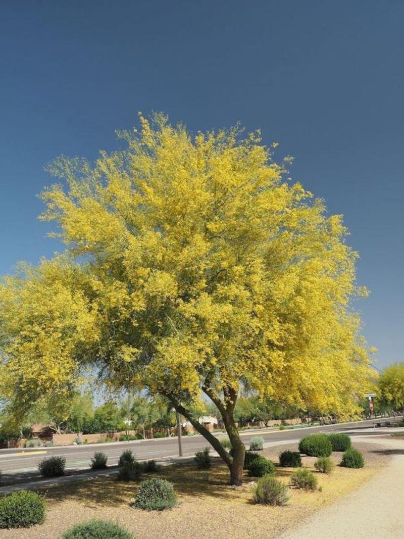 Plant Native Trees And Shrubs For Shade Plant Native Trees And Shrubs For Shade