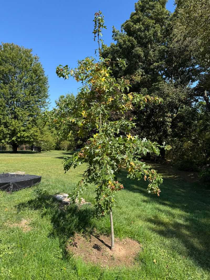 Plant Native Trees For Shelter And Shade