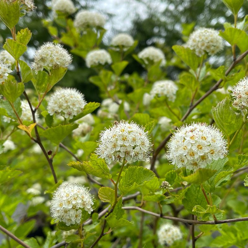Plant Ninebark For A Tough Native Shrub