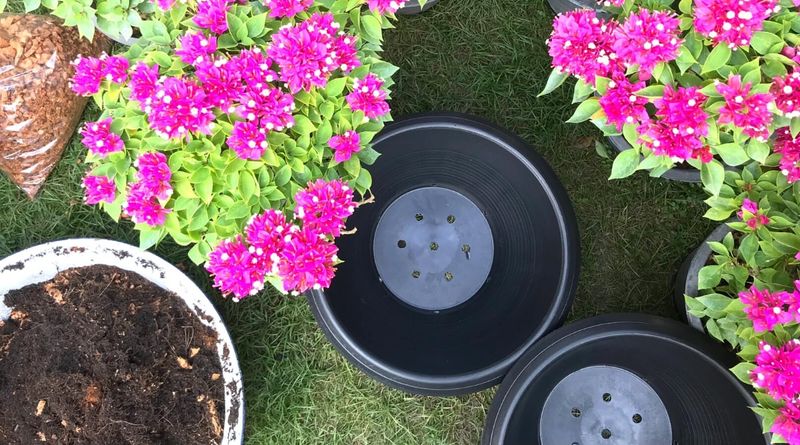 Plant Or Grow It In Well-Drained Soil Plant Or Grow It In Well-Drained Soil