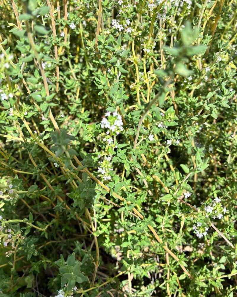 Plant Oregano For A Reliable Harvest