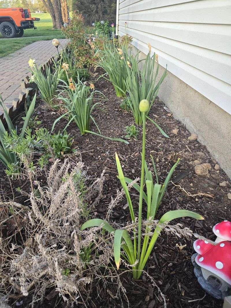 Plant Ornamental Onion In Full Sun For The Strongest Bloom