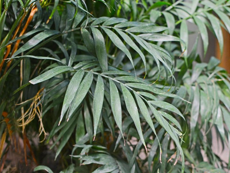 Plant Parlor Palm For Small Shaded Pool Areas