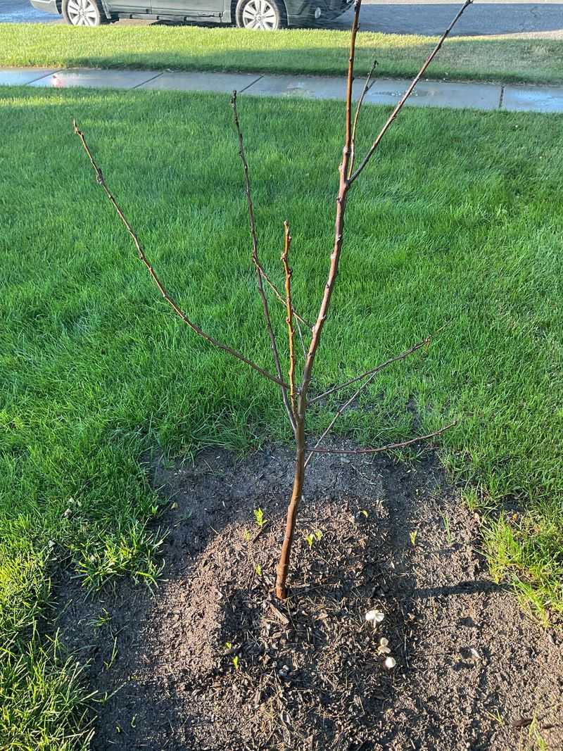 Plant Plums While They're Dormant