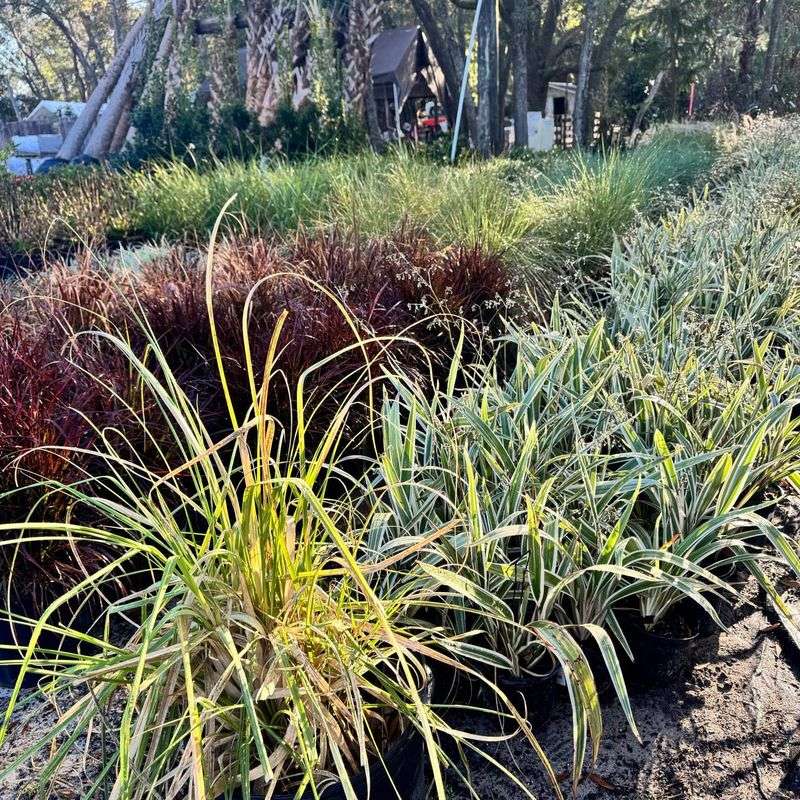 Use Dwarf Fakahatchee In Patio Pots