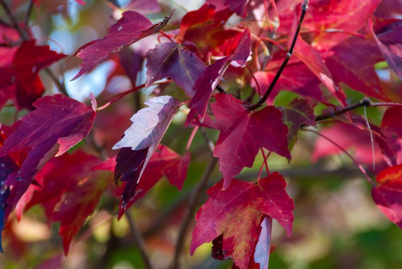 Plant Red Maple Away From Patios
