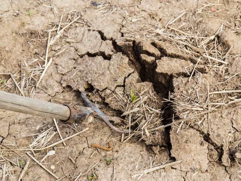 Plant Roots Can Break Up Compacted Soil Better Than Many Gardeners Realize