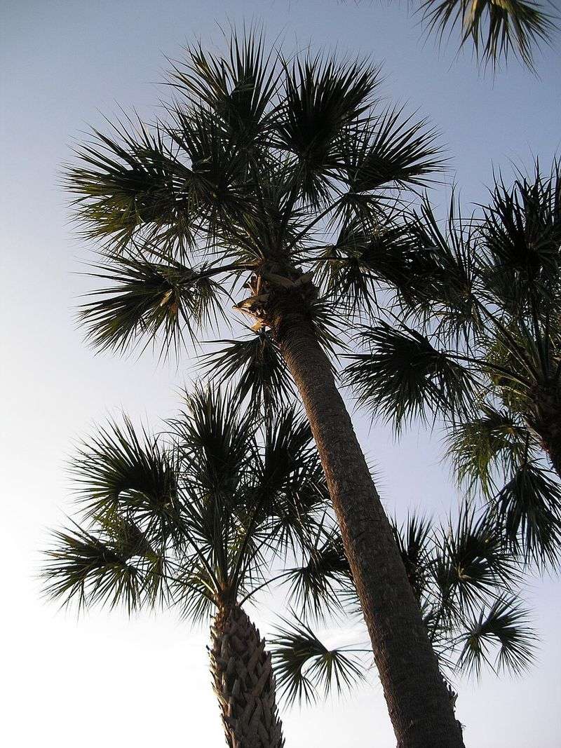 Plant Sabal Palm For A Wind-Resistant Native Palm Plant Sabal Palm For A Wind-Resistant Native Palm