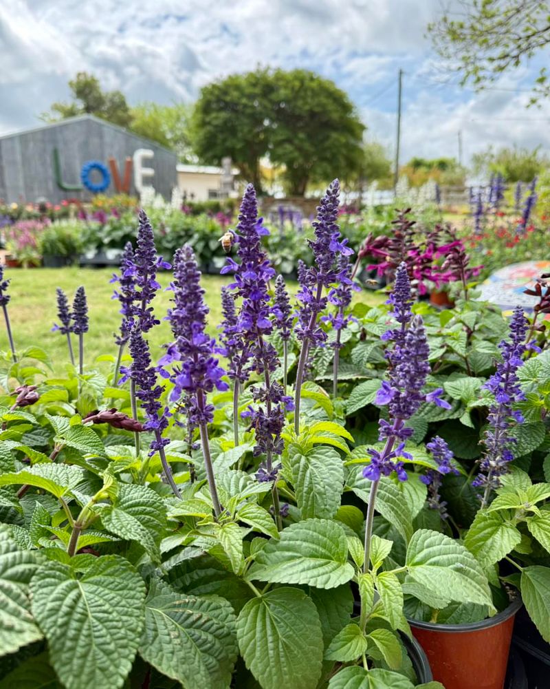 Plant Salvias In Full Texas Sun Plant Salvias In Full Texas Sun