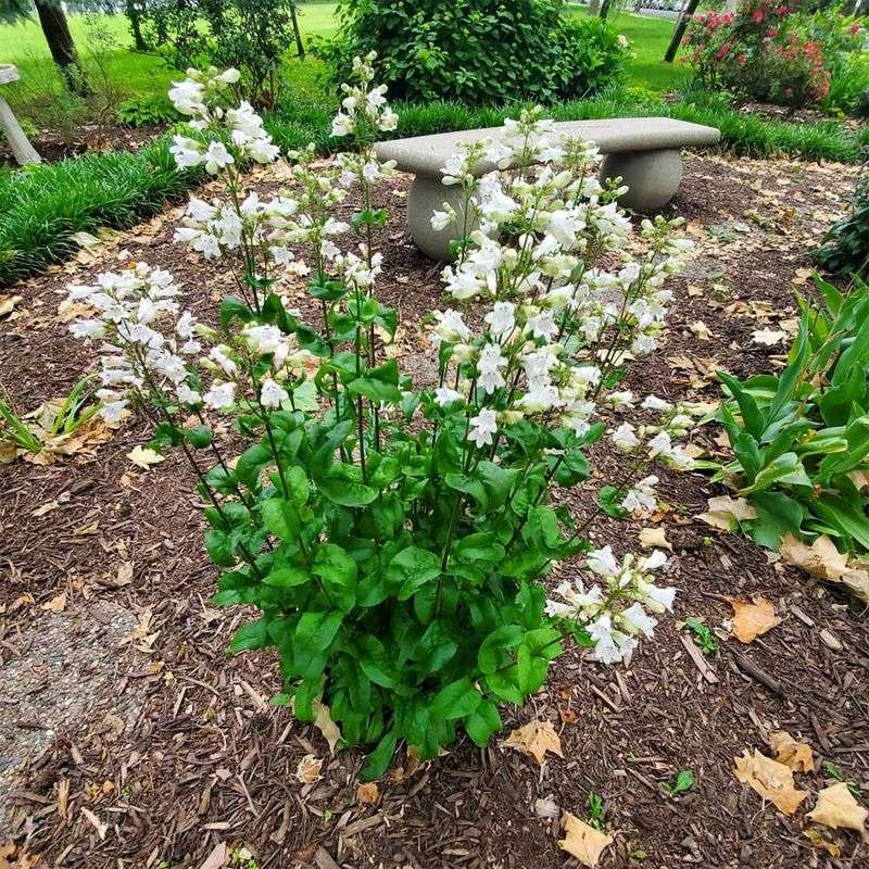 Plant Smooth Penstemon For Clean Late Spring Spikes
