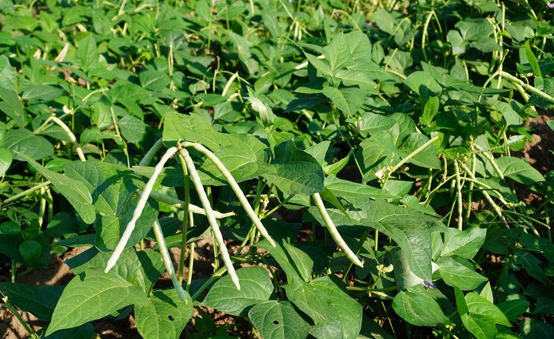 Plant Southern Peas For A Tough Summer Harvest