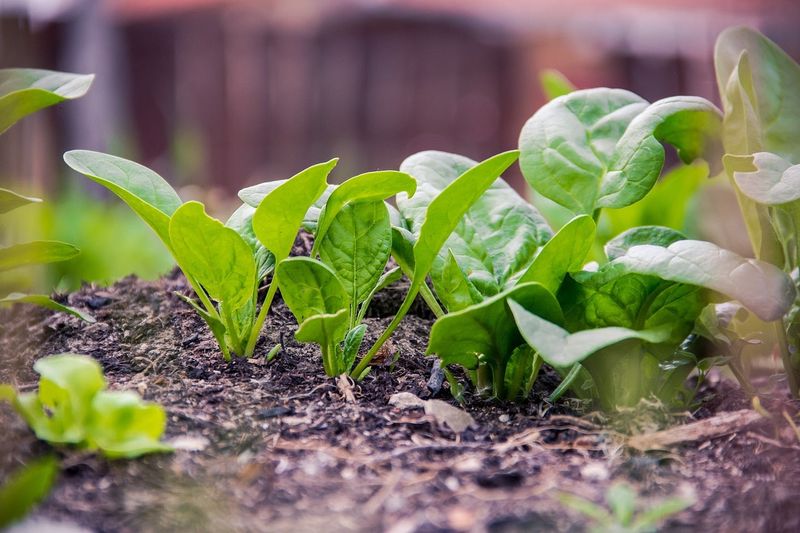 Plant Spinach In Fall More Than Spring