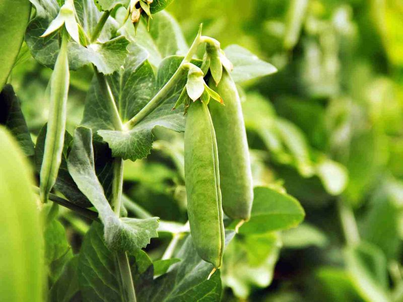 Plant Spinach With Peas For A Cool Spring Start