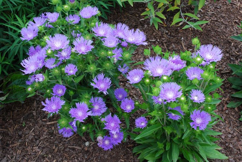 Grow Stokes Aster For Big Native Blooms