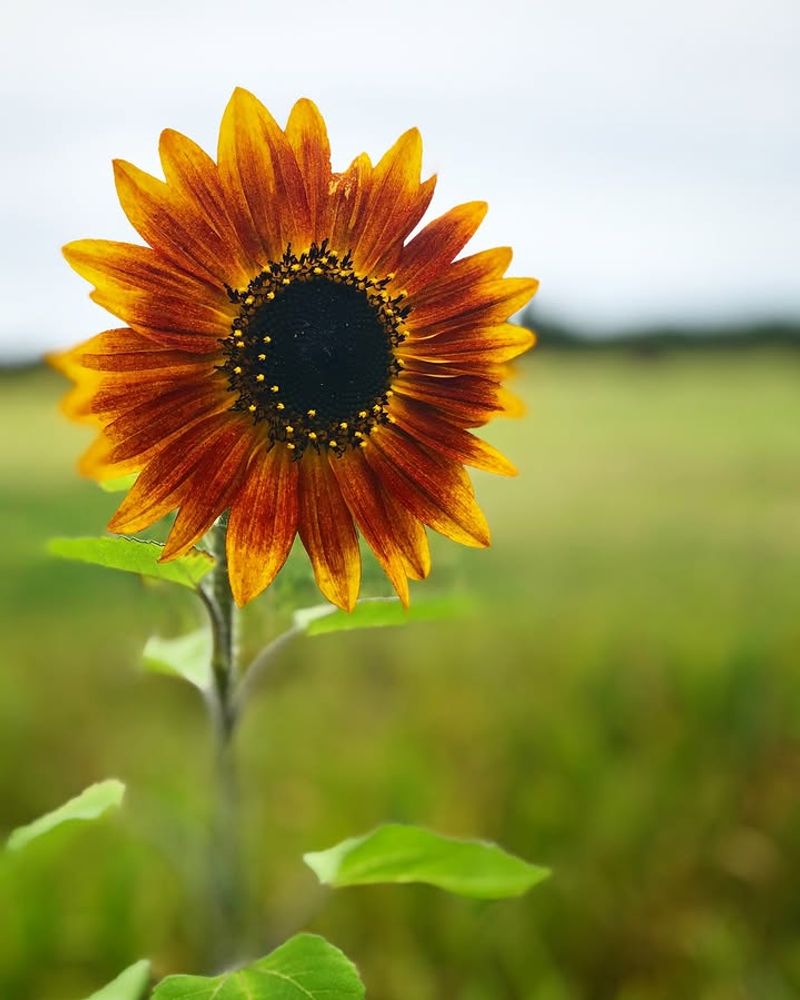 Plant Sunflowers For Big Impact