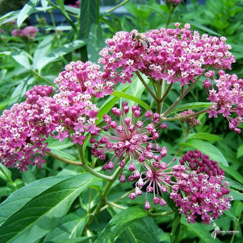 Plant Swamp Milkweed Where Rainwater Lingers Plant Swamp Milkweed Where Rainwater Lingers
