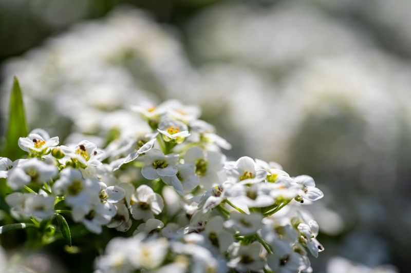 Plant Sweet Alyssum For Tiny Nectar-Rich Flowers Plant Sweet Alyssum For Tiny Nectar-Rich Flowers