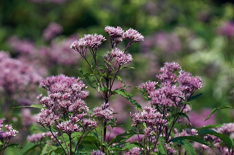 Plant Sweet Joe Pye Weed For A Compact Pollinator Cloud