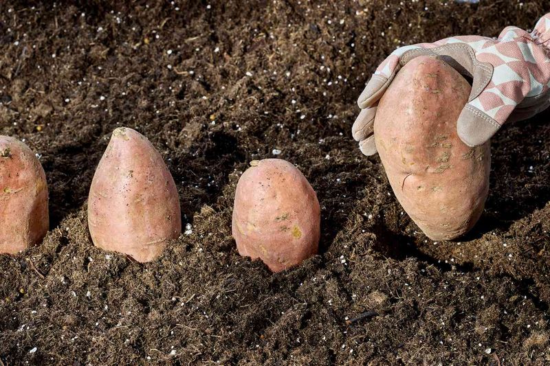 Plant Sweet Potatoes Before Summer Takes Over