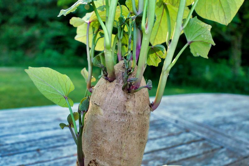 Plant Sweet Potatoes While May Still Gives Them Room