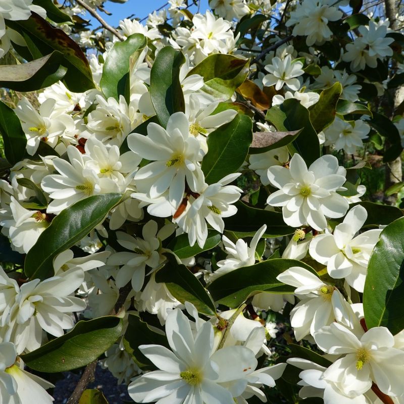 Plant Sweetbay Magnolia For Fragrance And Native Charm