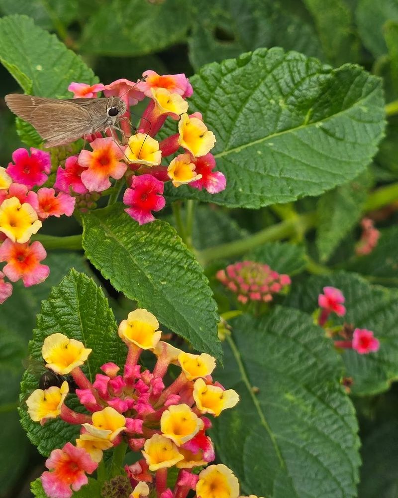 Plant Texas Lantana For Tough Summer Color