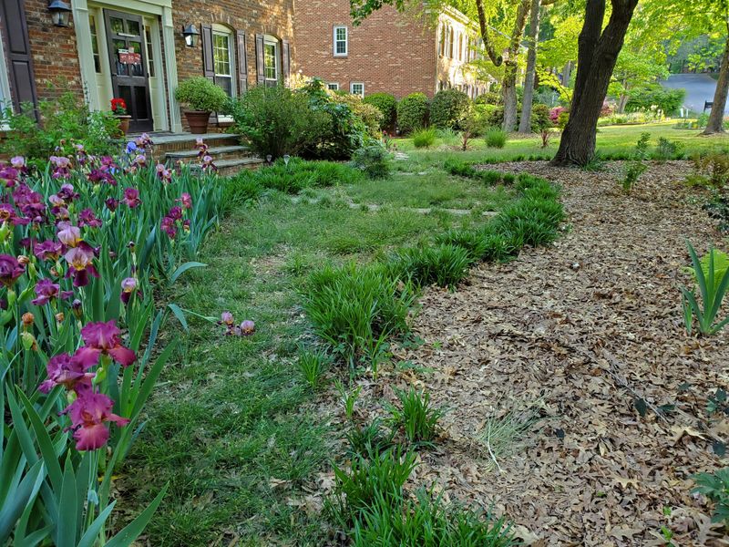 Plant Texas Sedge For A No Mow Meadow Look