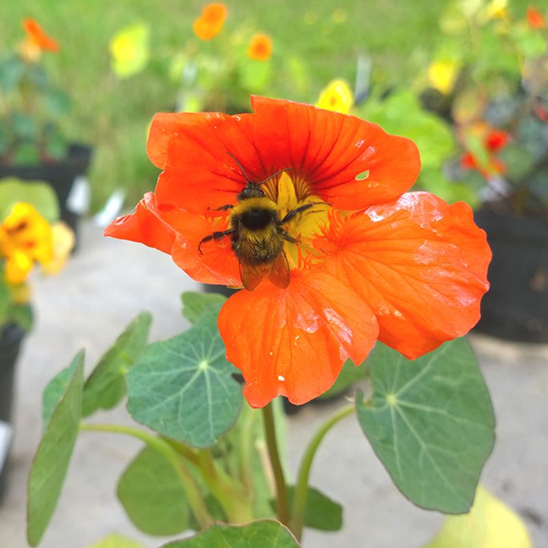 Plant Them Where Pollinators Can Find The Blooms