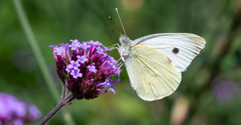 Plant These 13 Flowers In May To Help Oregon Pollinators All Summer