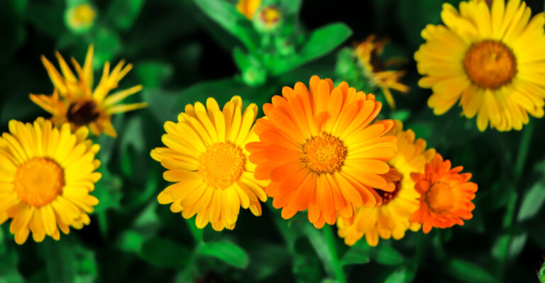 Plant These 14 Flowers In Oregon This May For A Summer Full Of Blooms