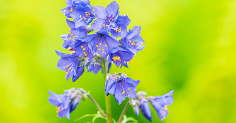 Plant These 15 Blue Flowering Perennials For A Stunning Oregon Garden