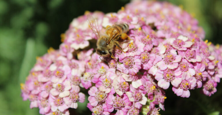 Plant These In California This May To Build A Pollinator-Friendly Yard