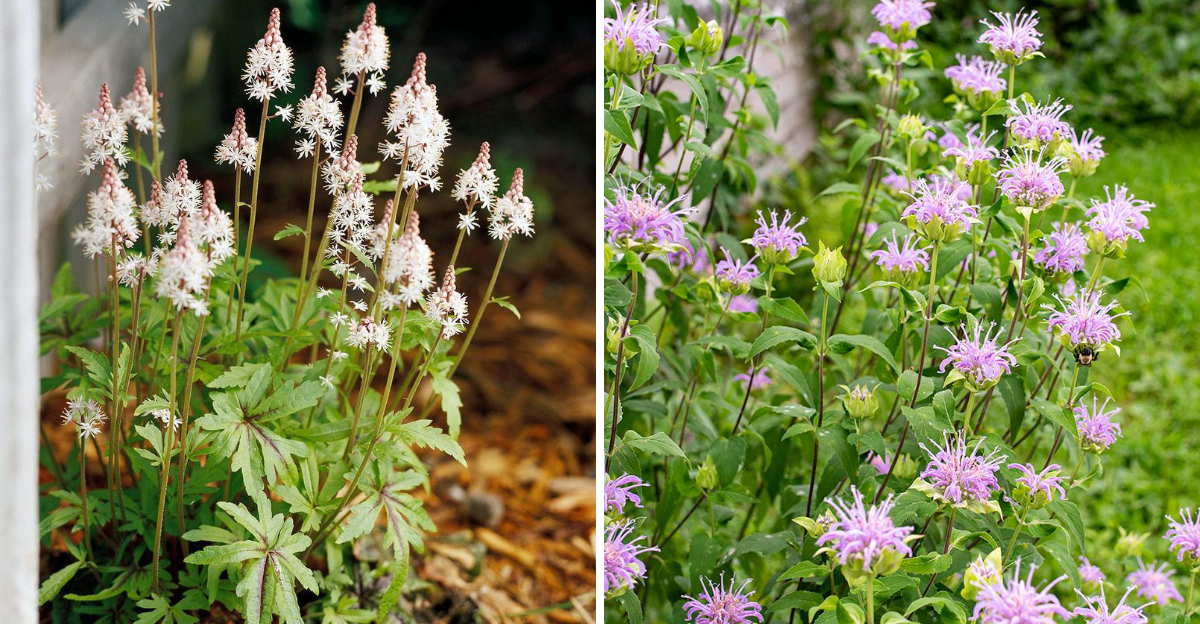 foamflower and wild bergamot