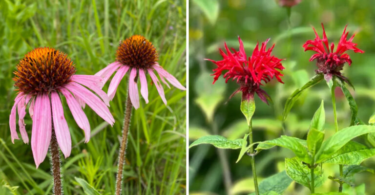purple coneflower and bee balm