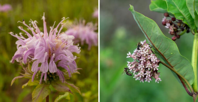 Plant These Native Perennials For A Thriving Missouri Garden