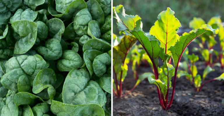 Plant These Pennsylvania Vegetables Right Now For A Fall Harvest