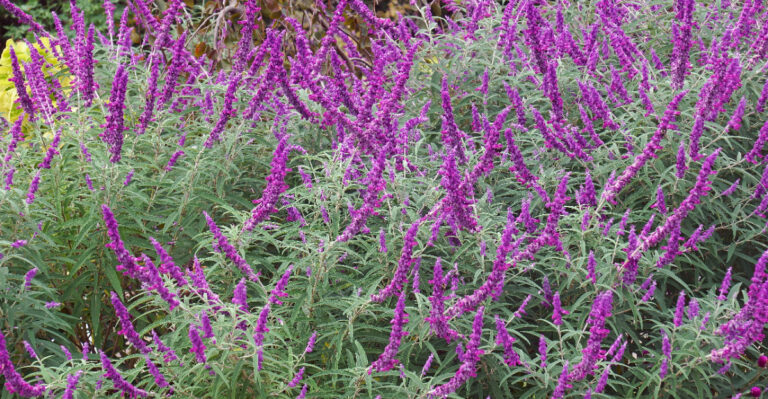 plant (featured image)