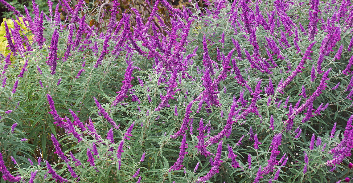 plant (featured image)